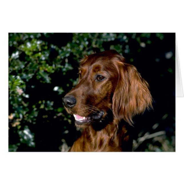 Red Setter (Devant horizontal)