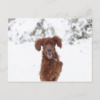 Red Setter Postkarte