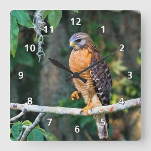 Red-Shouldered Hawk, wir haben Limb Clock Quadratische Wanduhr
