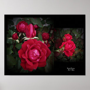 Red Shrub Rose Doppel Knock out Mauer von Stan VG Poster