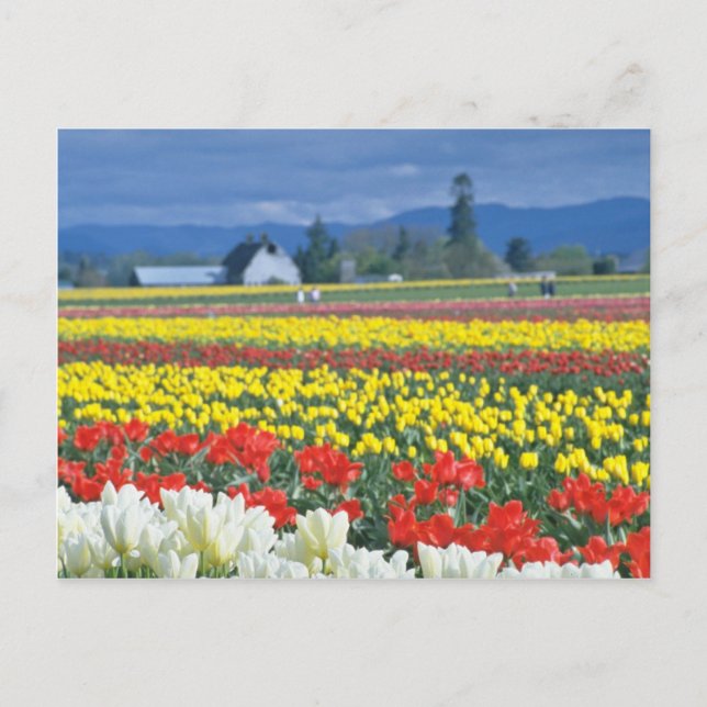 Red Skagit Valley, Mount Rainier, Washington, USA Postkarte (Vorderseite)
