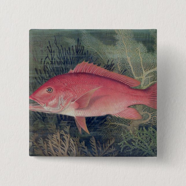 Red Snapper, von "Game Fish the United Staat Button (Vorderseite)