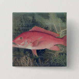 Red Snapper, von "Game Fish the United Staat Button