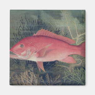 Red Snapper, von "Game Fish the United Staat Magnet