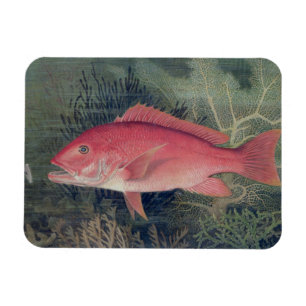 Red Snapper, von "Game Fish the United Staat Magnet