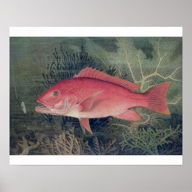 Red Snapper, von "Game Fish the United Staat Poster (Vorne)