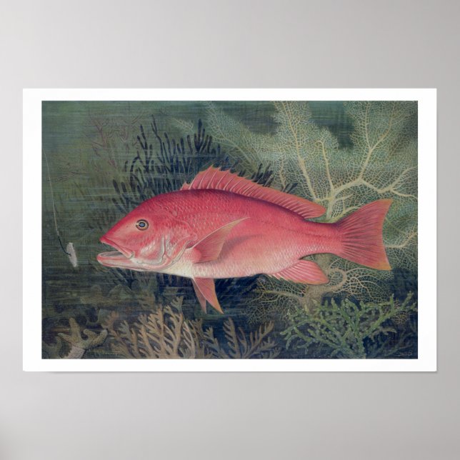 Red Snapper, von "Game Fish the United Staat Poster (Vorne)
