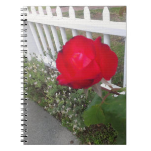 Red Solo Rose Notizblock