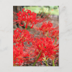 Red Spider Lily:Postcard Postkarte