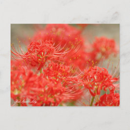 Red Spider Lily:Postcard Postkarte