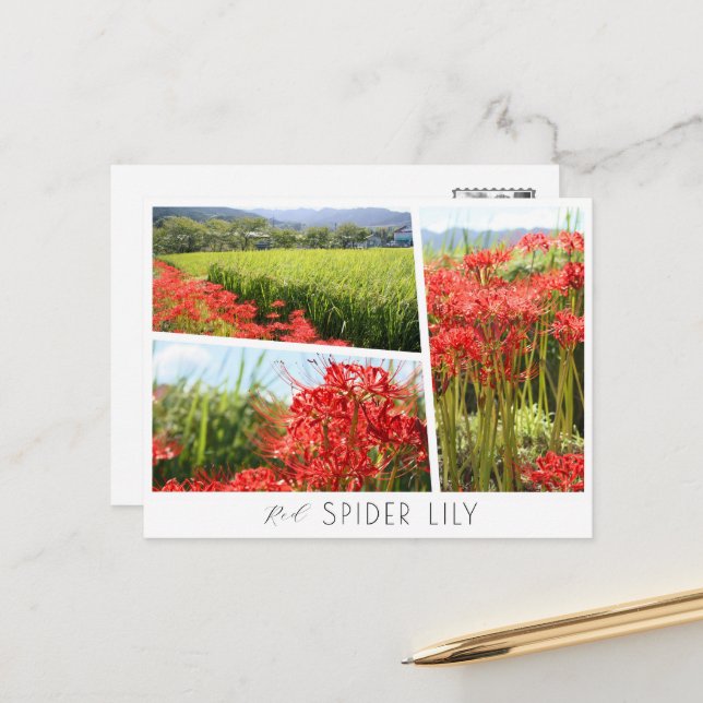 Red Spider Lily Postkarte (Vorderseite/Rückseite Beispiel)