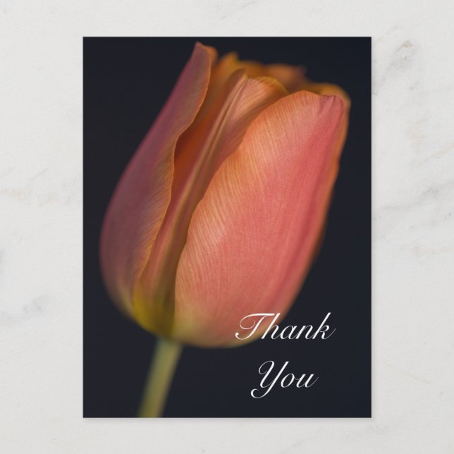 Red Spring Tulip Vielen Dank Postcard Postkarte (Vorderseite)