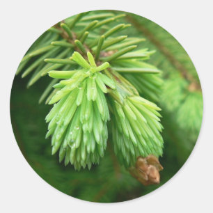Red Spruce Sprouts Runder Aufkleber