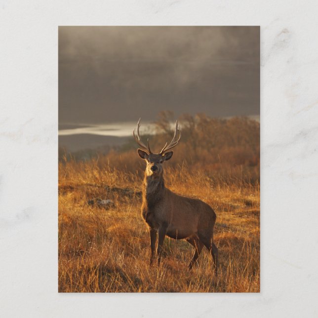 Red Stag Postcard Postkarte (Vorderseite)