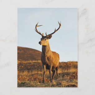 Red Stag Postcard Postkarte