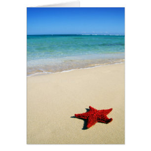 Red Starfish am weißen Sandstrand