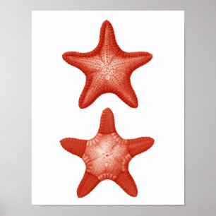 Red Starfish No.2 Nautical Wall Art Deco Print Poster
