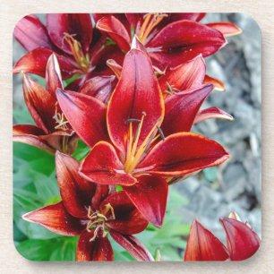 Red Stargazer Lily Getränkeuntersetzer