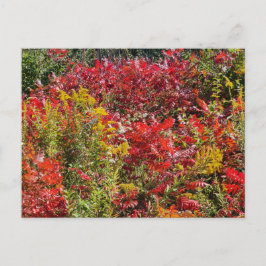 Red Sumac im Herbst Postkarte