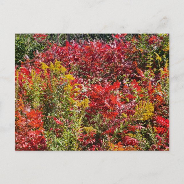 Red Sumac im Herbst Postkarte (Vorderseite)