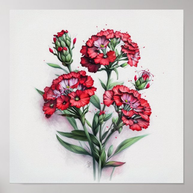 Red Sweet William Blume Art Print Poster (Vorne)