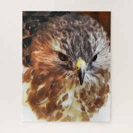RED TAED HAWK