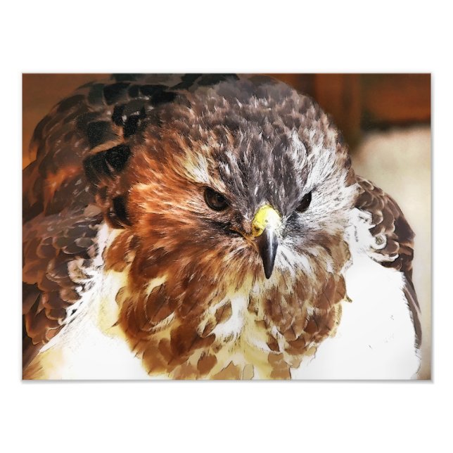 RED TAED HAWK FOTODRUCK (Vorne)