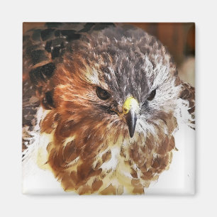 RED TAED HAWK MAGNET