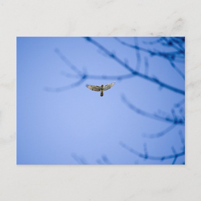 Red Tail Hawk bei Conowingo Dam Postkarte (Vorderseite)