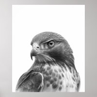 Red Tail Hawk Bird Portrait Schwarz-weiß