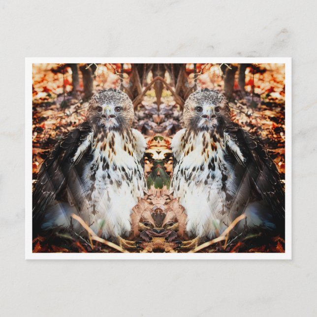 Red Tail Hawk Doubled Postkarte (Vorderseite)