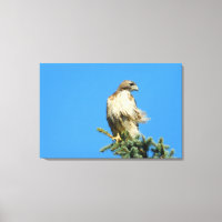 Red Tail Hawk Free in der Wind-Leinwand
