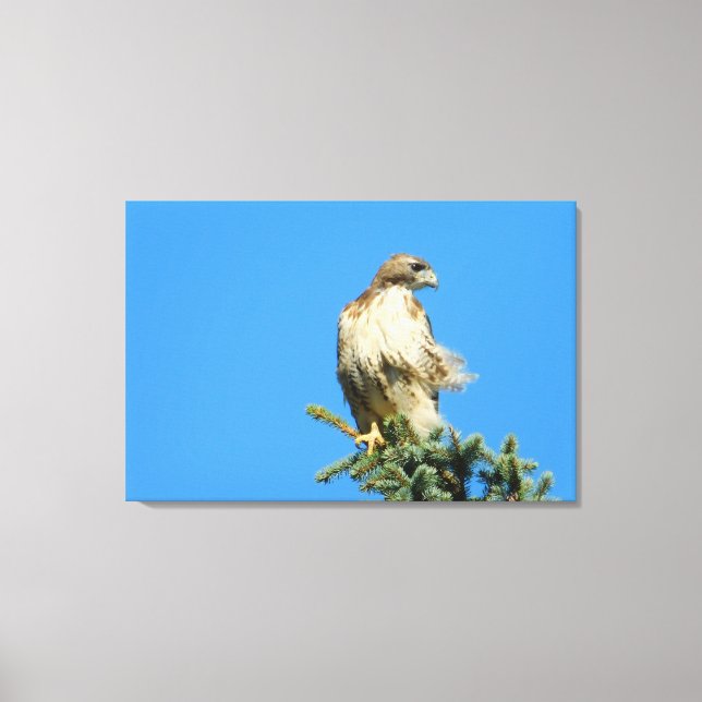 Red Tail Hawk Free in der Wind-Leinwand Leinwanddruck (Vorderseite)