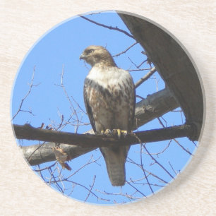 Red Tail Hawk (Juvenile) Untersetzer