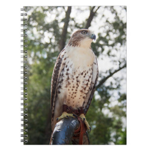 Red-Tail Hawk Notizblock