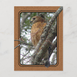 Red Tail Hawk Postcard 2 Postkarte