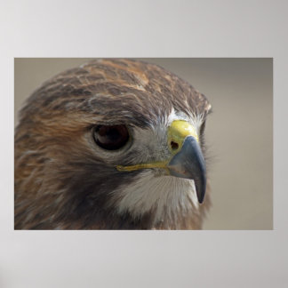 Red-Tail Hawk Poster