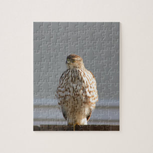 Red Tail Hawk puzzle