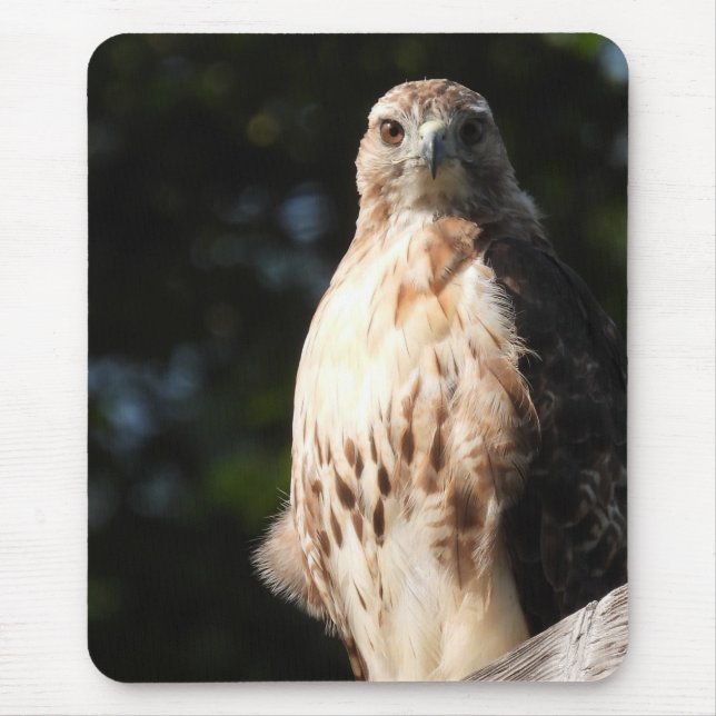 Red Tail Hawk Stare Down Mousepad (Vorne)