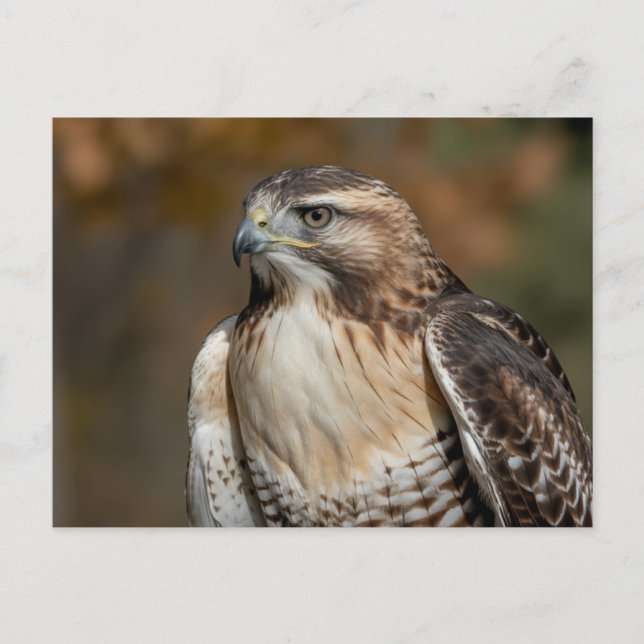 Red-tailed hawk closeup postkarte (Vorderseite)
