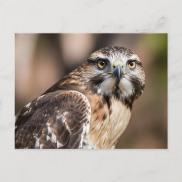 Red-tailed hawk looking with anger postkarte