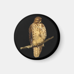 Red Tailed Hawk Magnet
