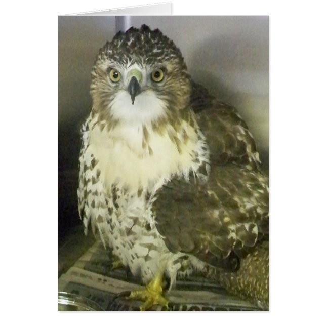 Red Tailing Hawk (Vorne)