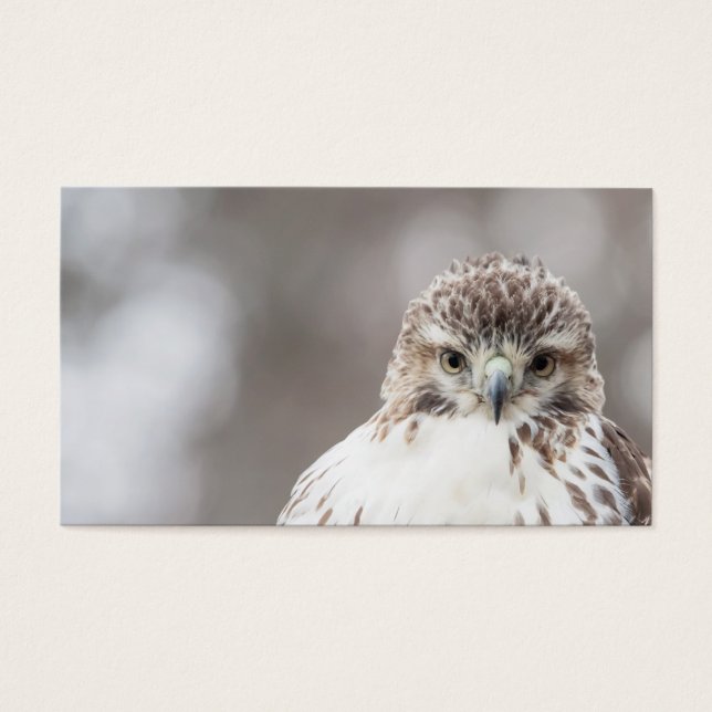 Red Tailing Hawk (Vorderseite)