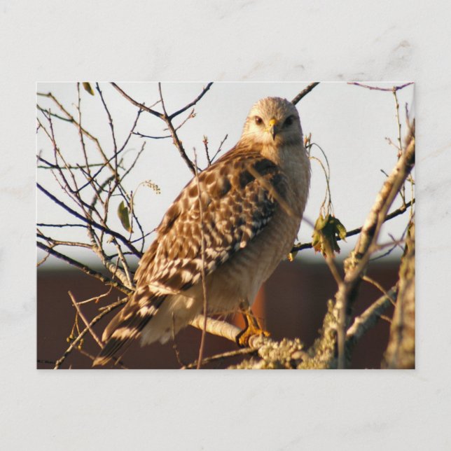 Red Tailing Hawk Foto Postcard Postkarte (Vorderseite)