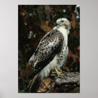 Red Tailing Hawk Foto Poster