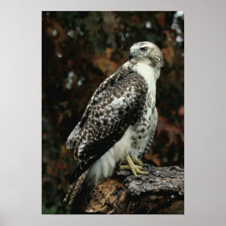 Red Tailing Hawk Foto Poster