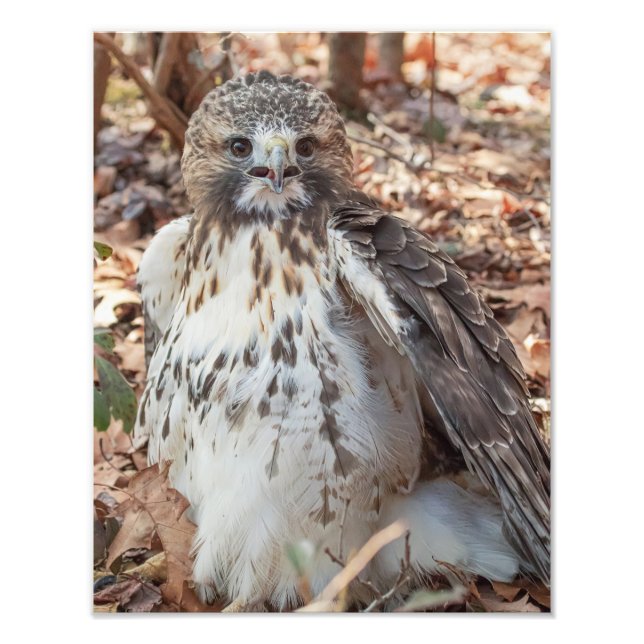 Red Tailing Hawk Fotodruck (Vorne)