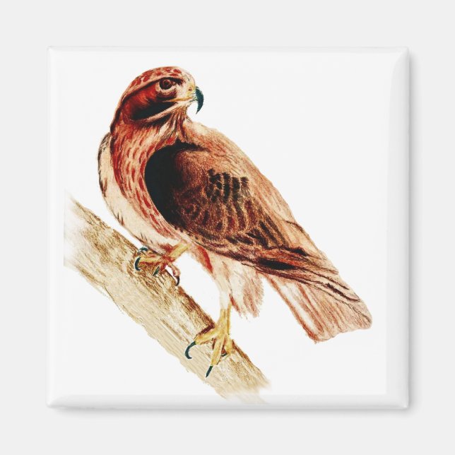 Red Tailing Hawk Magnet (Vorne)