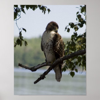Red Tailing Hawk Poster